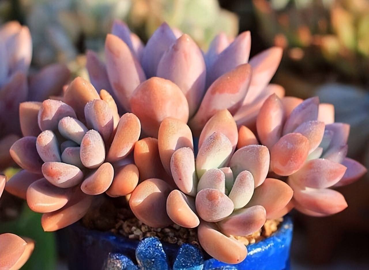 奥普琳娜的叶片修长,新叶是绿色的,上色之后是粉色的,极致状态下是