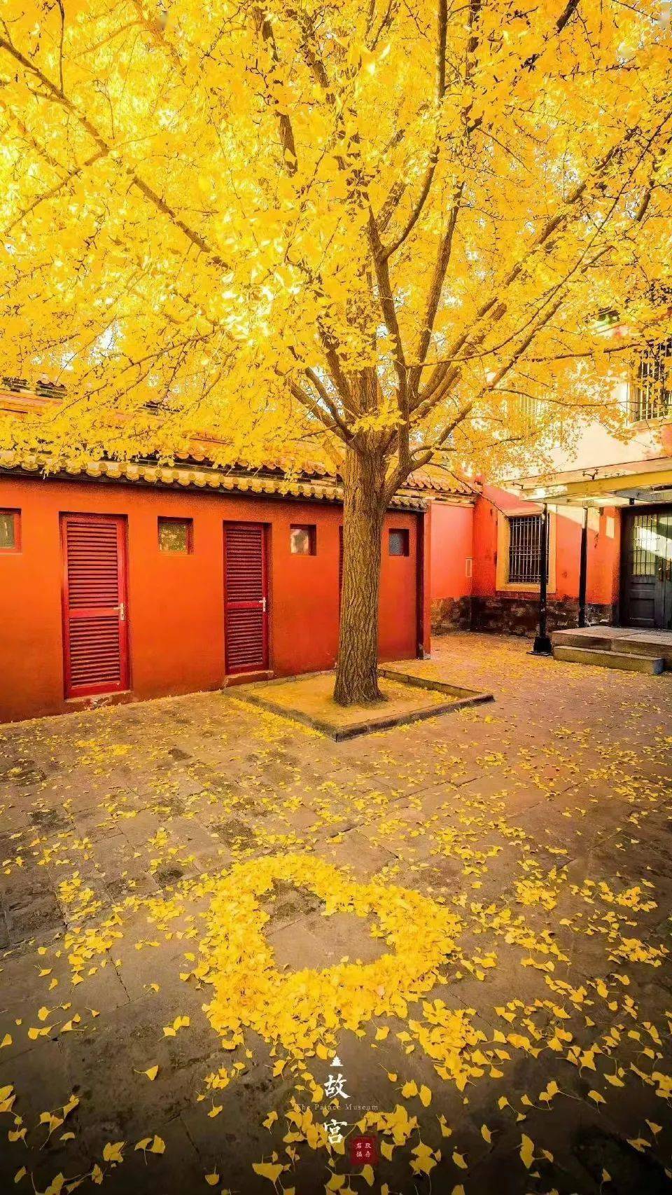 投稿丨故宫的银杏叶_格式_顺序_水印