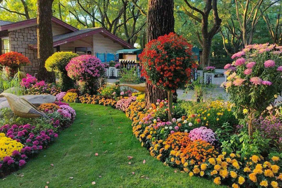 沿途一线布置菊花花坛,菊花自然花境等景观