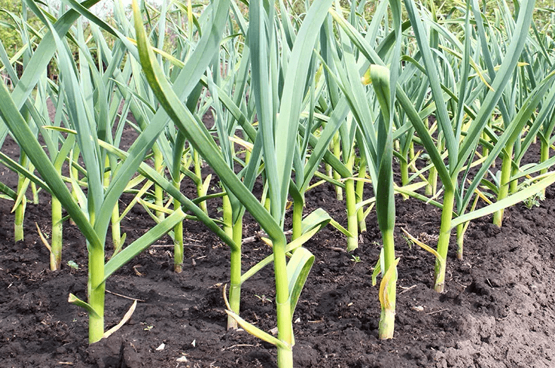 其形状,大小,色泽会发生变化,因此在田间可同时见到各个时期的病斑