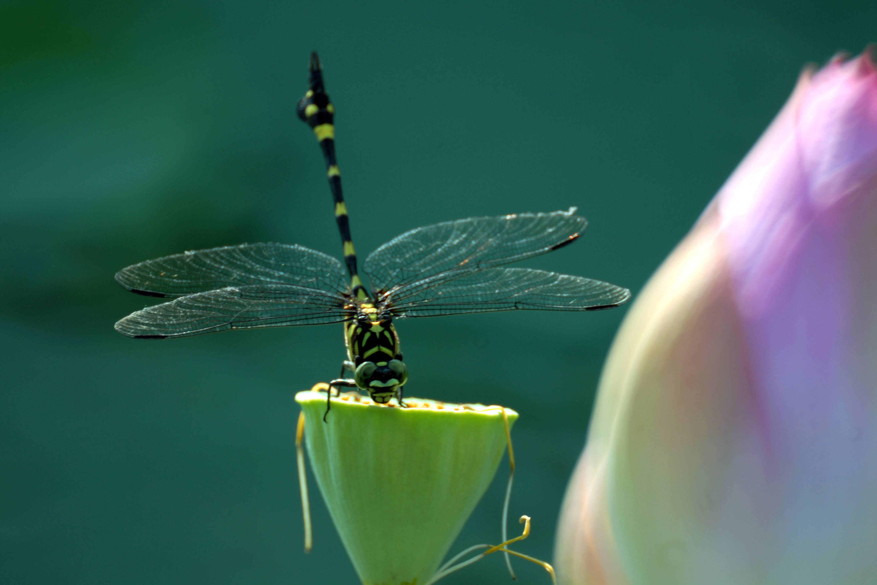 莲叶何田田——六甲湖里可采莲_菱芽_莲蓬_荷叶