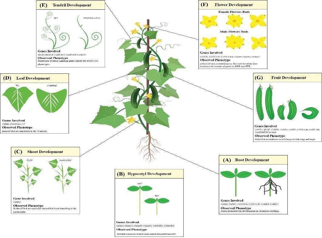 response of cucumber的综述文章,对生长素相关基因调控黄瓜生长和