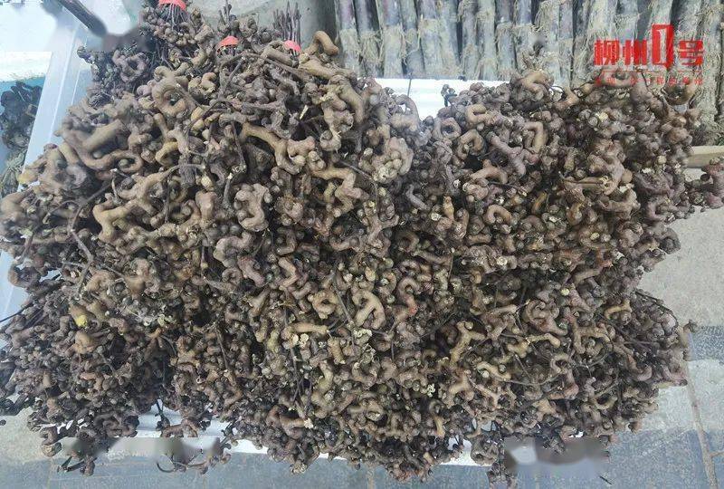 大新人,暴露年龄的野果来了!你吃过吗?_鸡爪_果实_桑葚