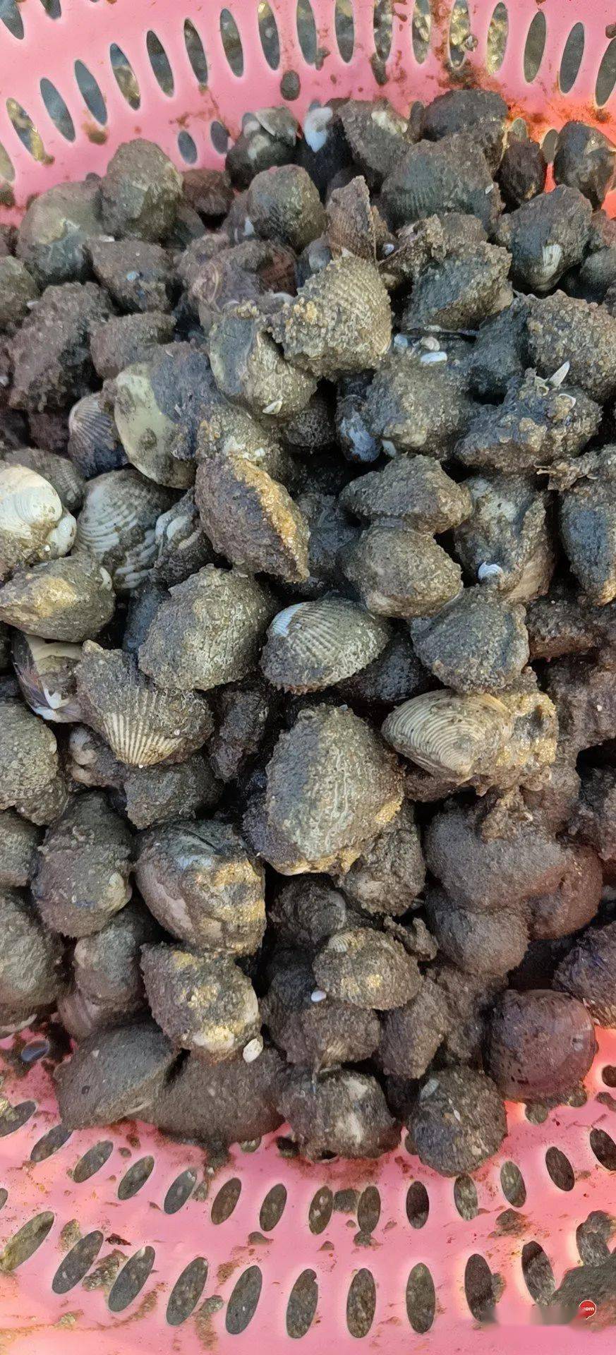 哇~犀牛脚这个位置遍地螺!各种各样的螺,捡都捡不赢_钦州_网友_什么