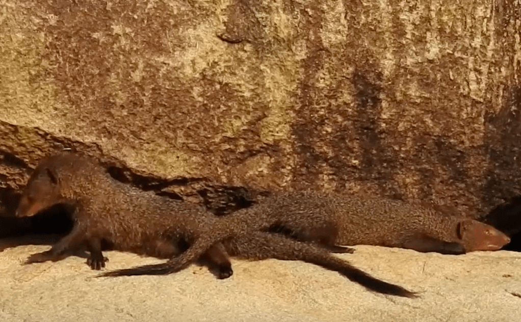 蜜獾和蛇獴图片
