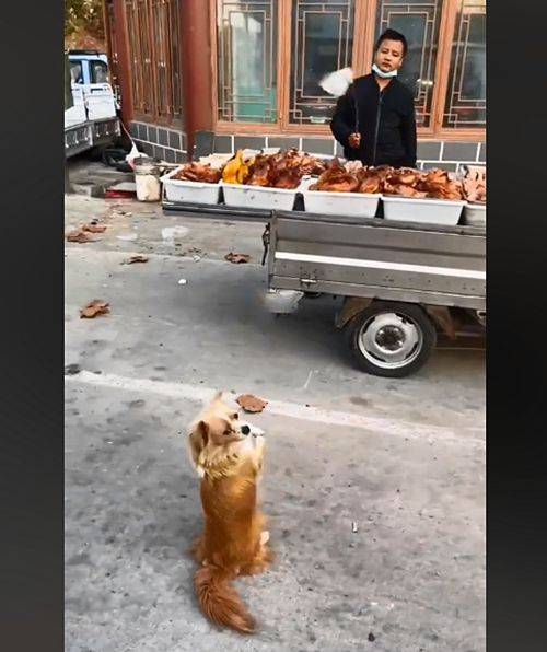 烤鸭摊前坐着只流浪狗，一个劲地朝着摊主作揖：求求给口吃的吧