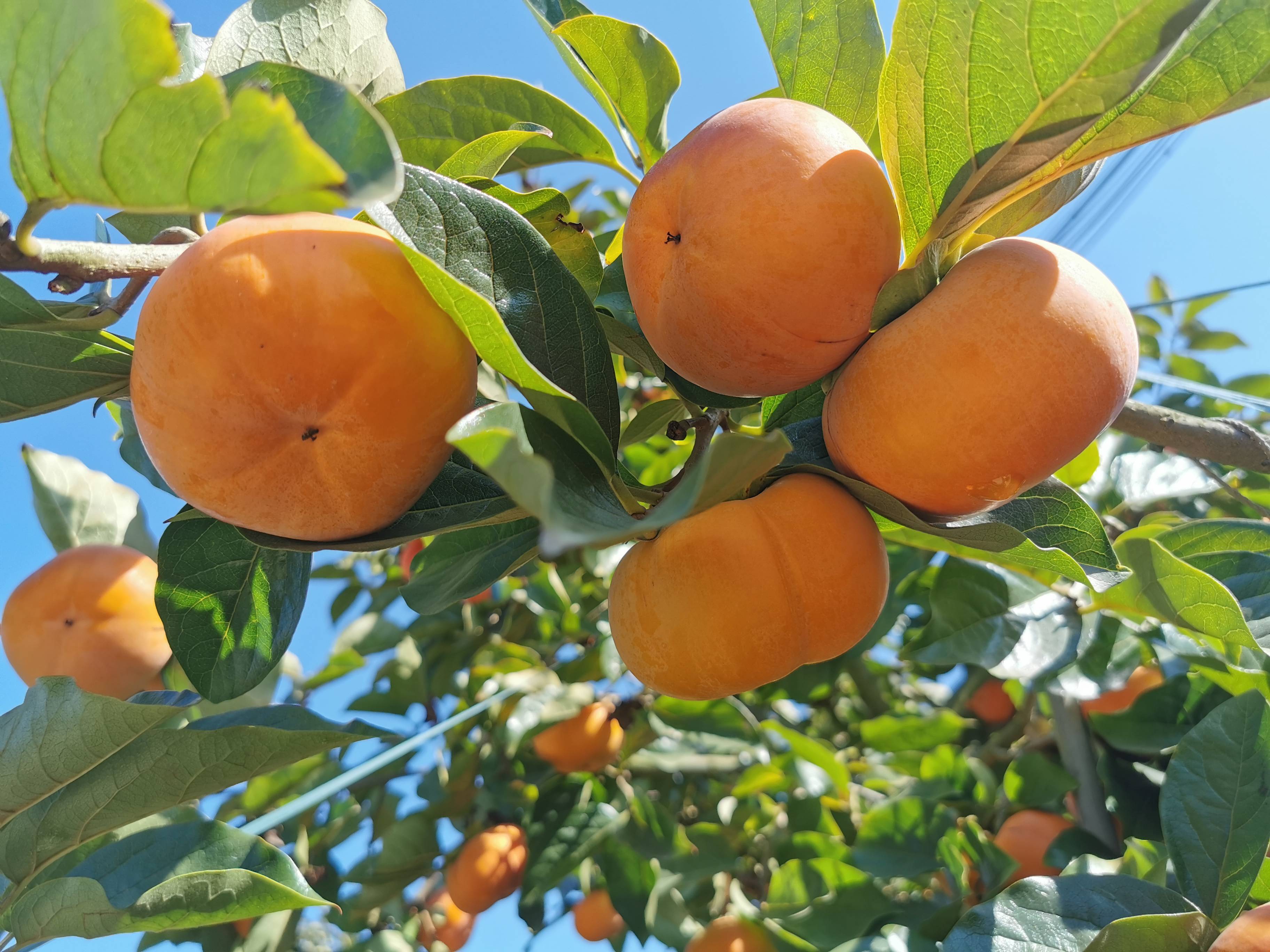 11月,在云南省保山市隆阳区板桥镇孟官社区,成片的柿子林里橙黄色的