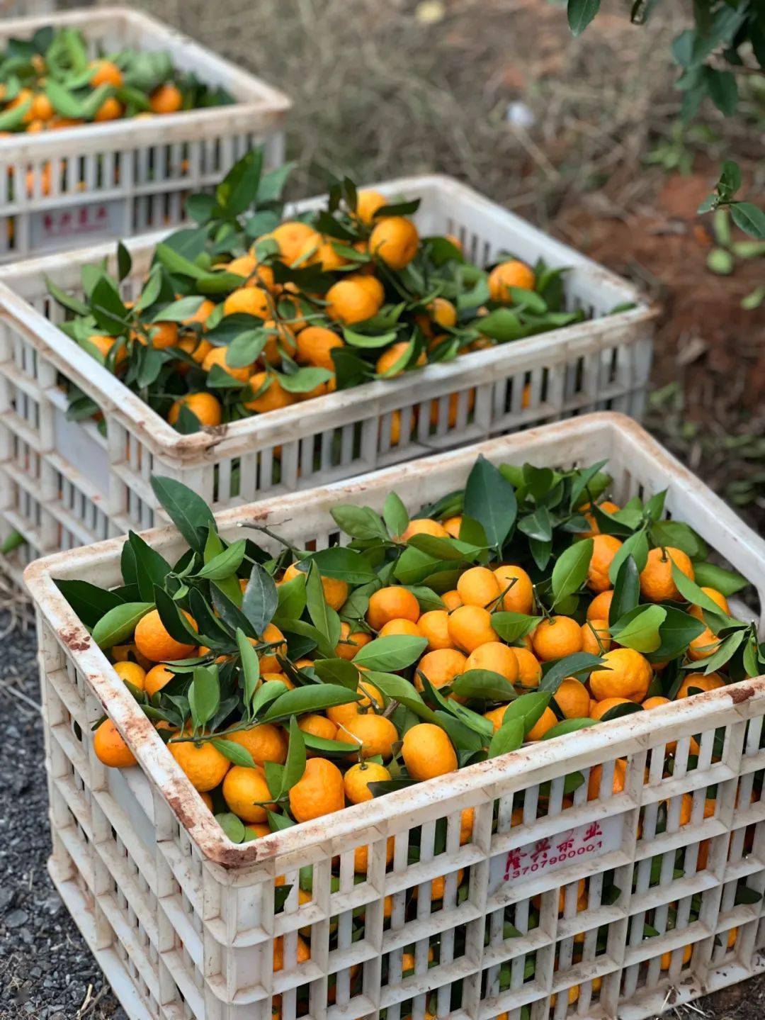 这家新余十佳果园的蜜桔喜获丰收,快来尝鲜!_渝水区_乡村_隆兴
