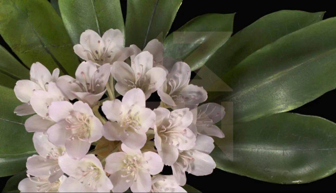 蜜植|植物相册:哈佛布拉斯卡玻璃植物标本,失传的玻璃花艺术