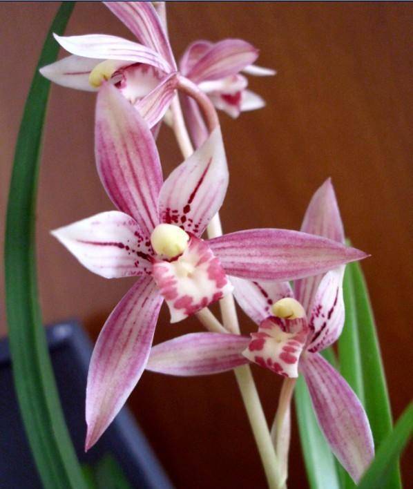 首选"市长红",花色鲜艳,香味浓郁,勤花勤草好品种_兰花_开花_建兰