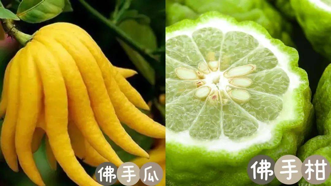 佛手柑和佛手瓜,你混淆了吗?_层面_柑橘_意大利