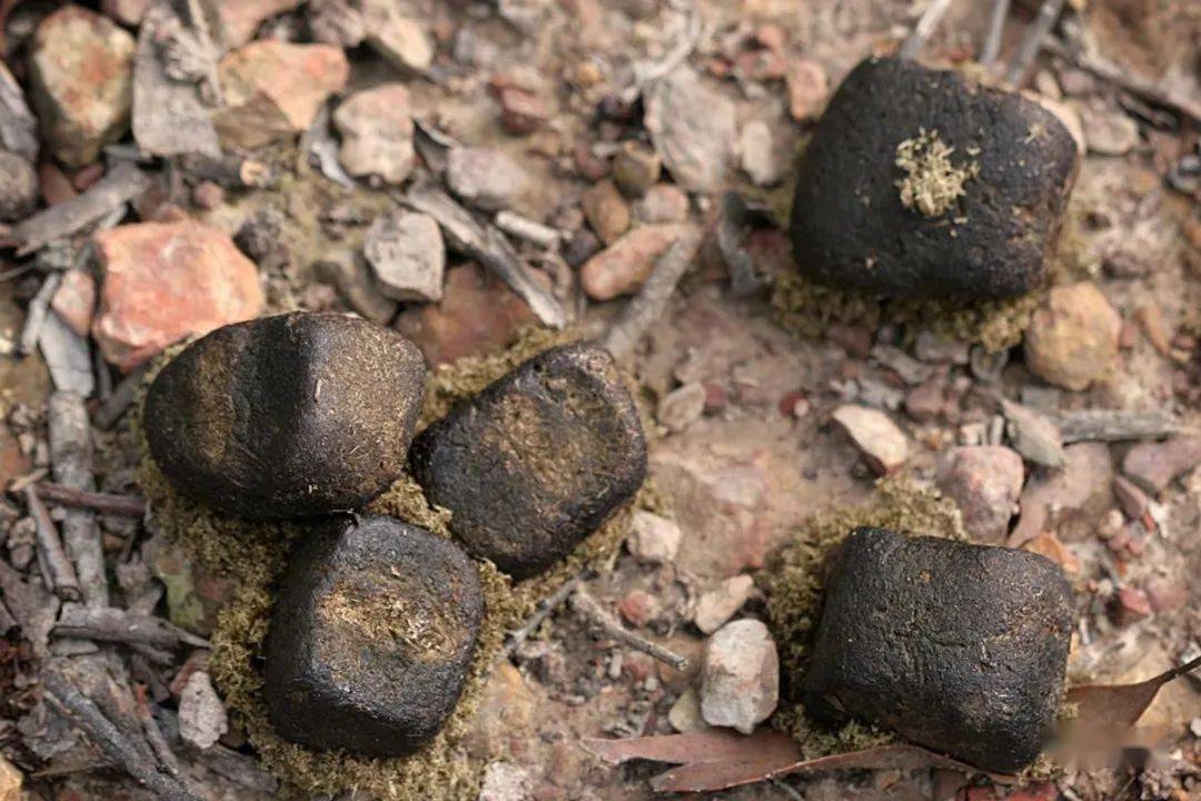 形状,无非是山羊那种小圆球形,野牛那种一滩的,或者狐狸那种长条形的