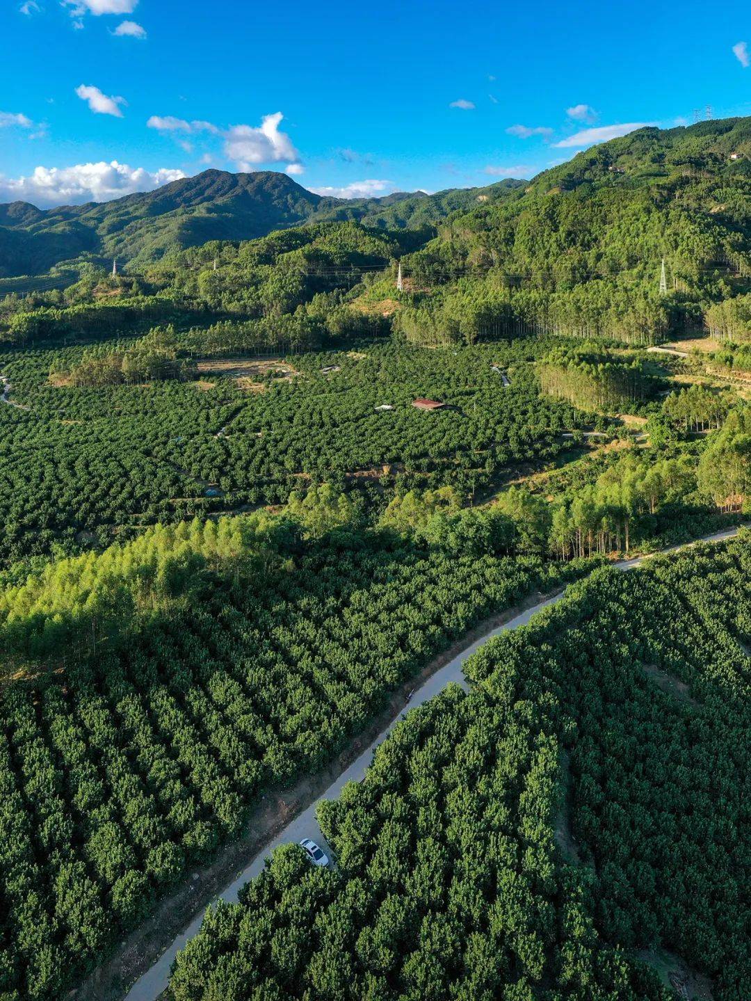 莆田度尾文旦柚,柚嫩柚甜,柚香柚好_摄影_张力_度尾镇