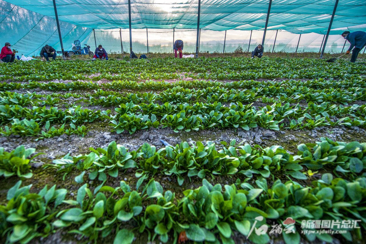 11月13日,克拉玛依市农业综合开发区,新疆西部绿洲生态发展有限责任