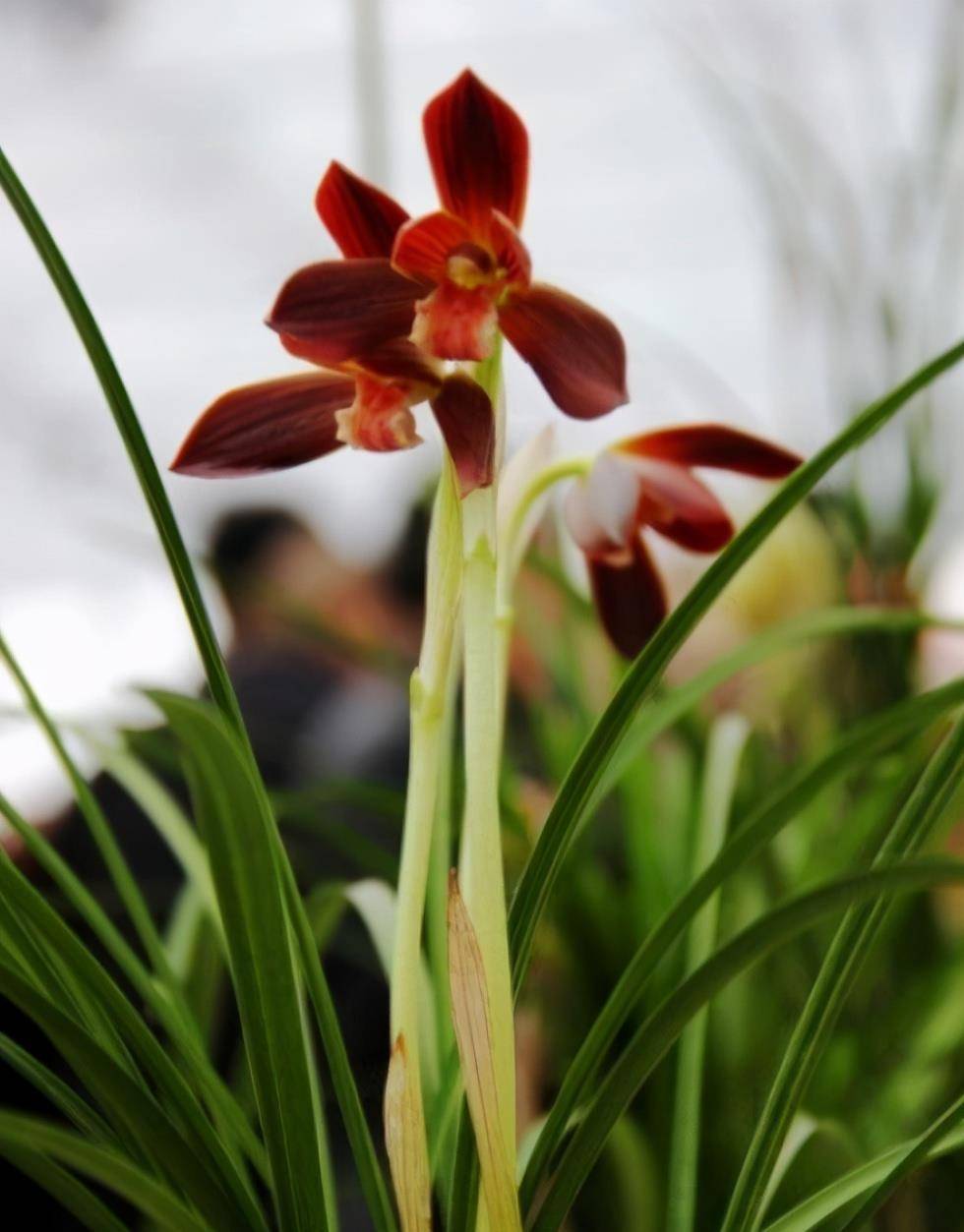 下山于云南的豆瓣兰,花色艳丽,多次获奖,深受花迷青睐_兰花_红花_我国
