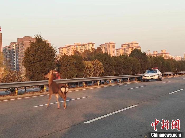 国家一级保护动物梅花鹿“溜”进太原环城高速 