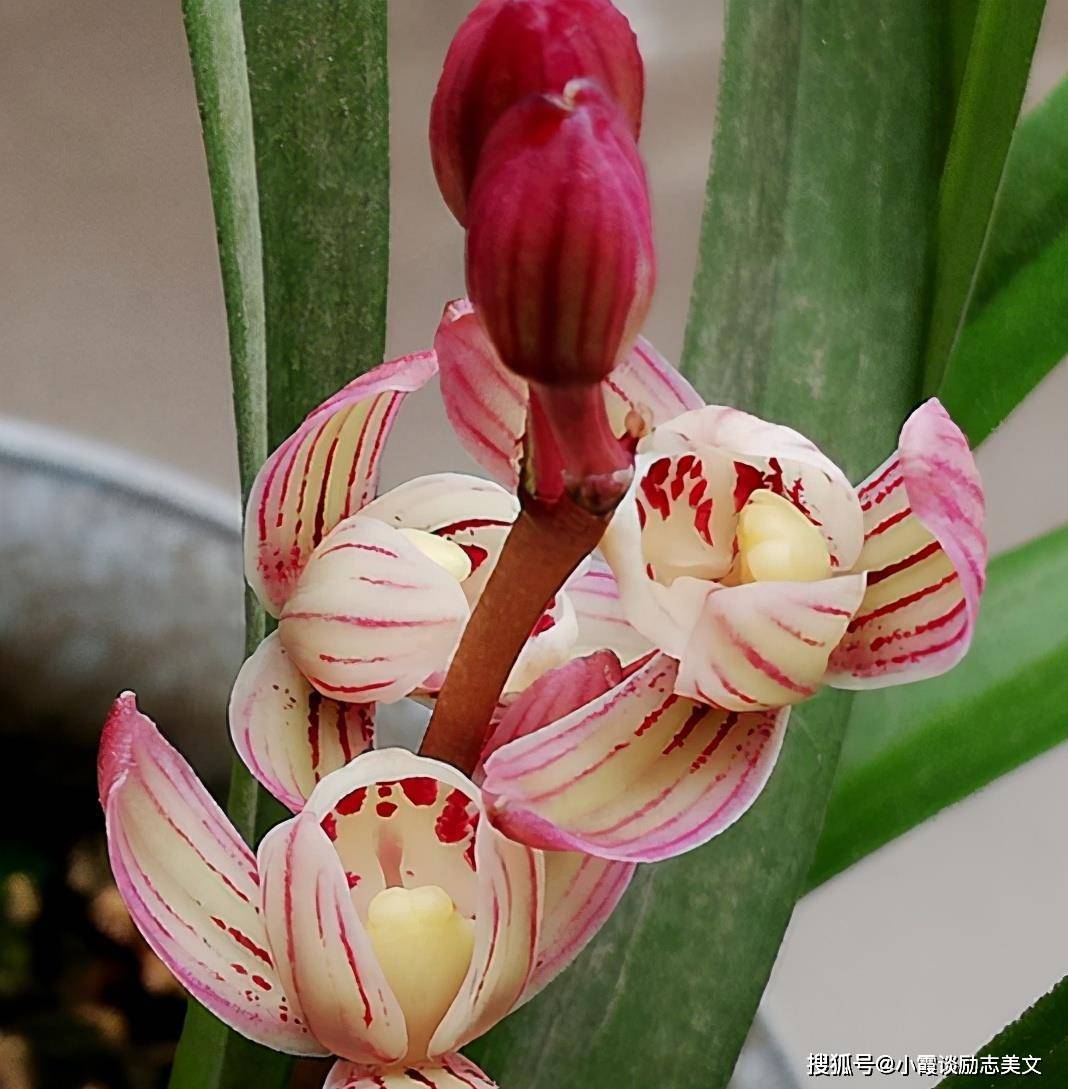 建兰新宠"七彩玲珑",正格荷瓣,花瓣七条彩纹,花开浓香飘满园_兰花