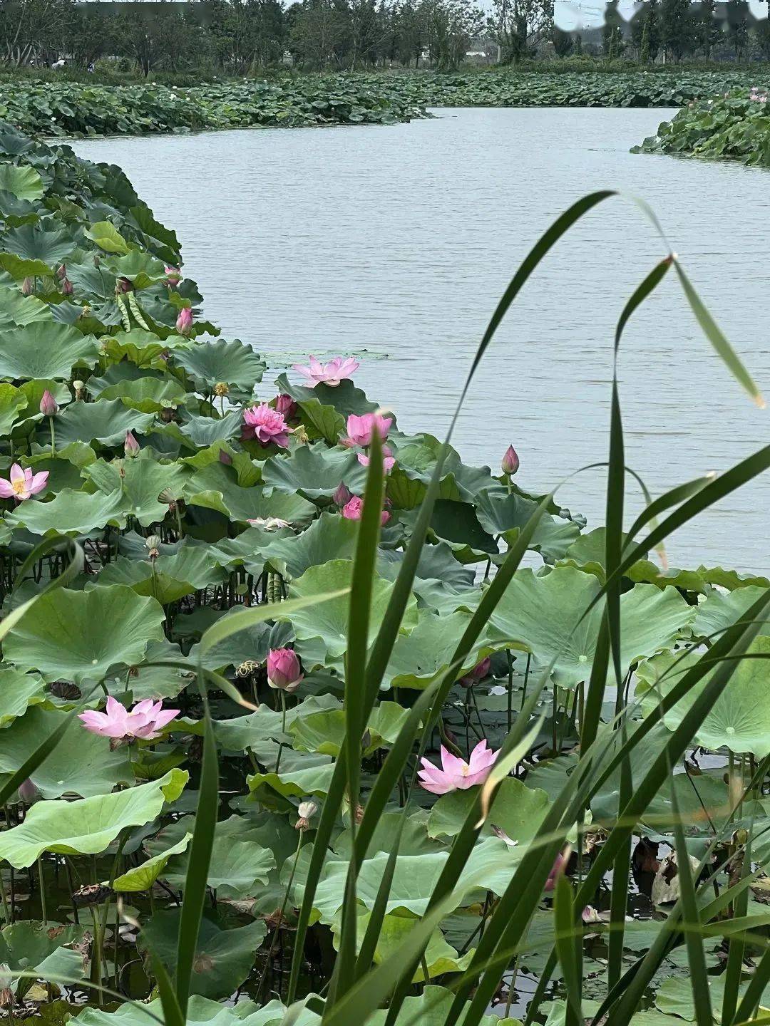 穆溝古村,位於江蘇省鹽城市阜寧縣益林鎮馬家蕩,她的新生,是一個蘇北