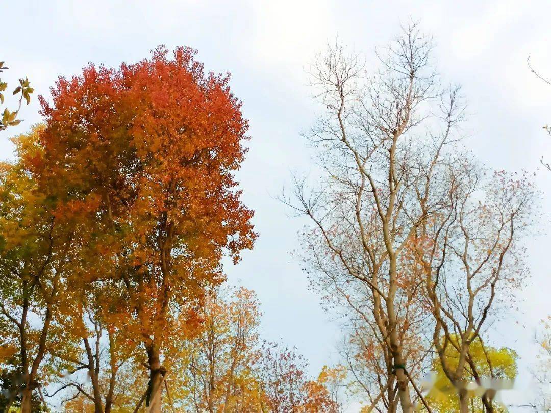 浅冬独特的美,大概就是眼前的枯色与褐色,褚色,黄色,红色,果色完美