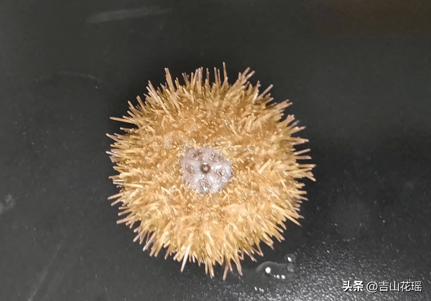 中间球海胆工厂化中间培育技术_养殖_饵料_温度