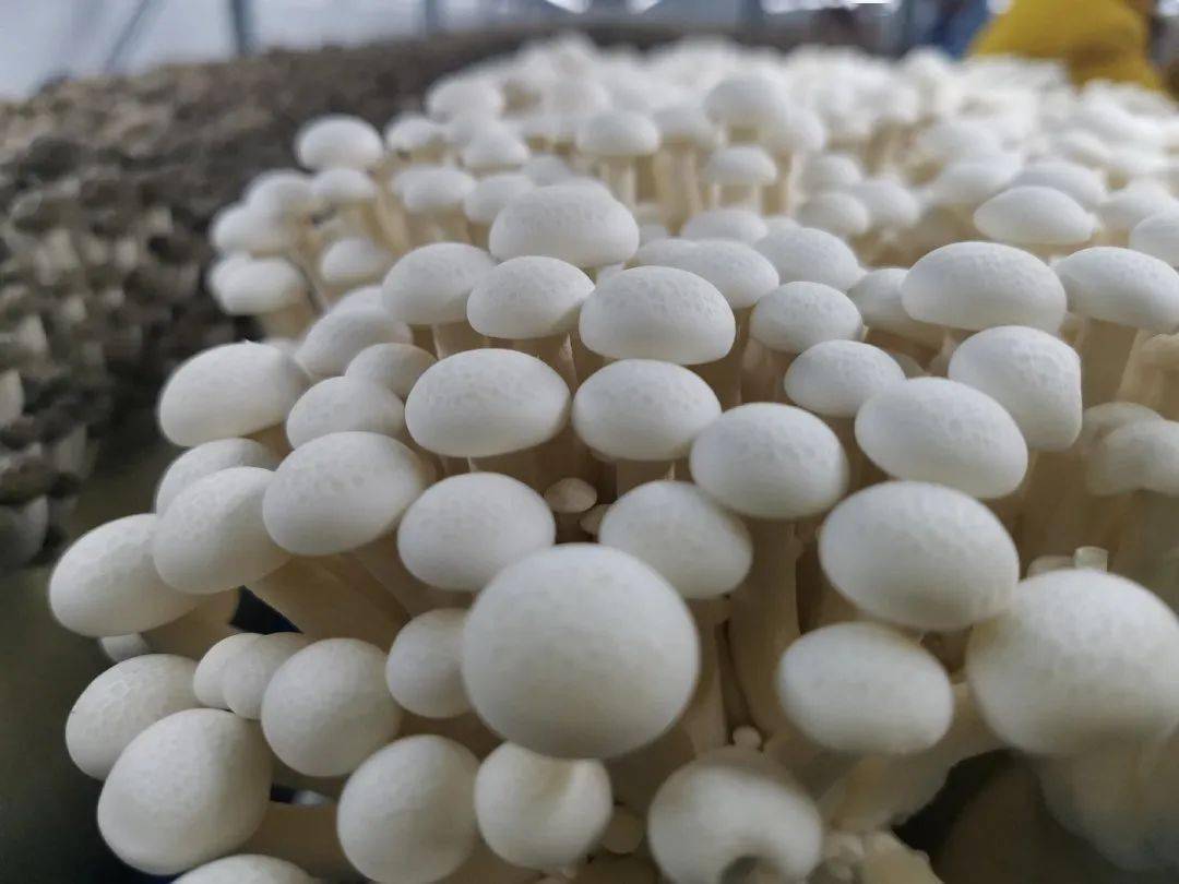 聚焦 | 食用菌对光质的需求_研究_实体_菌丝体