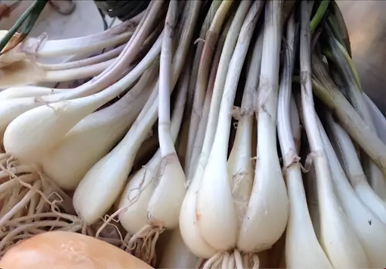 捋一捋葱族之间的关系,看看它们到底都算哪根葱?_小葱_大葱_大蒜