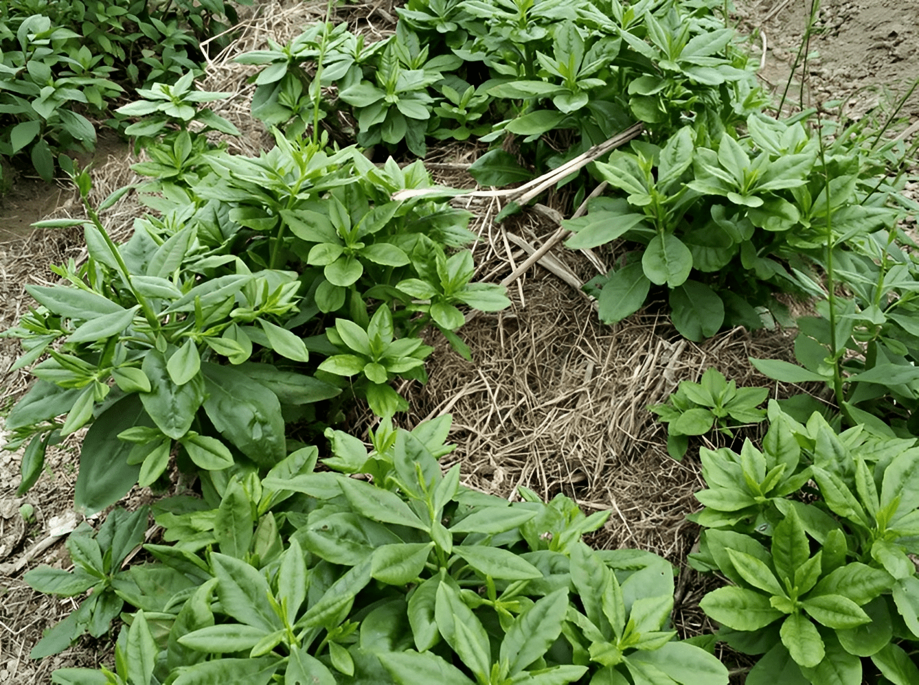 挖出的根系像人参,俗称"草参",嫩叶,根茎珍贵,春天可以采收_植物_花友