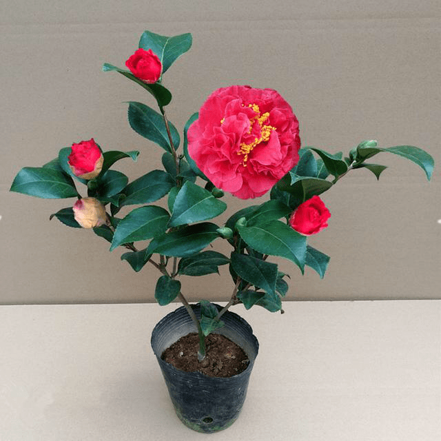 少种一些月季 试试这种茶花 长得像牡丹 好看易打理 山茶花 开花 管理
