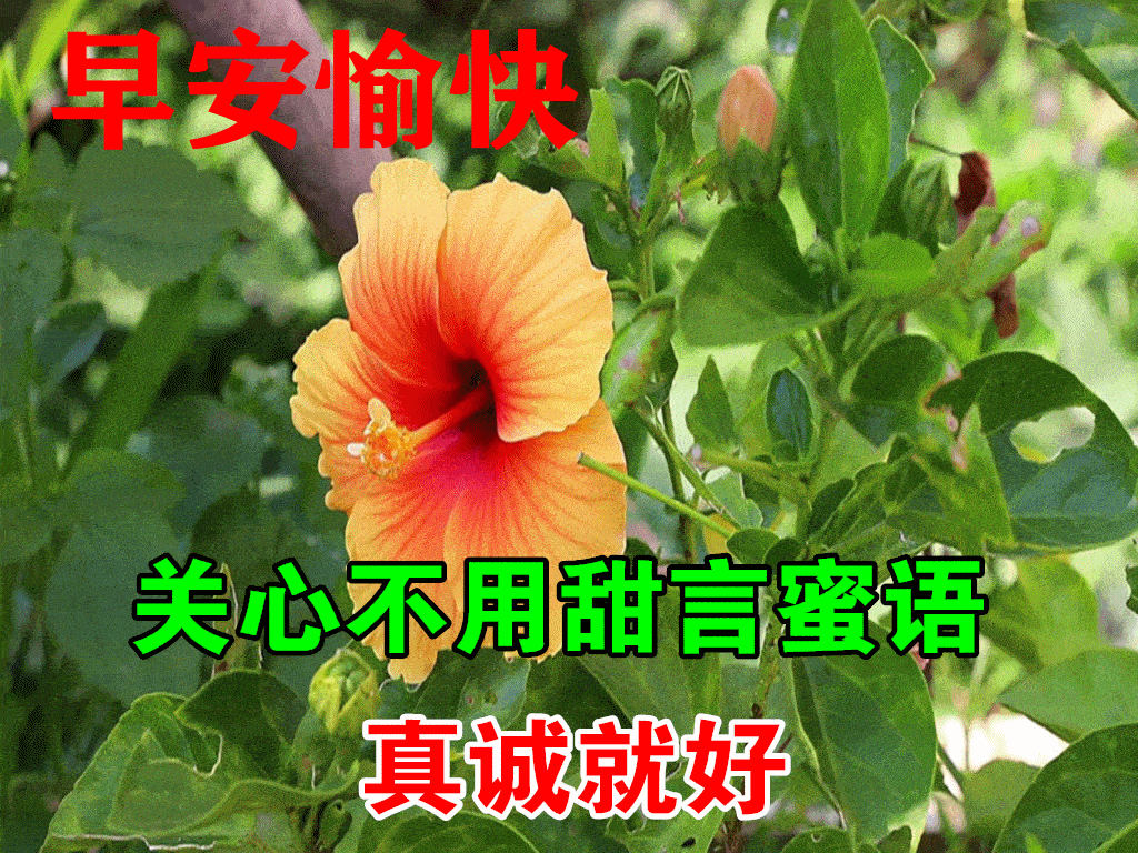 春季植物动态分割线gif动态素材图片免费下载_高清psd_千库网(图片编号11871388)