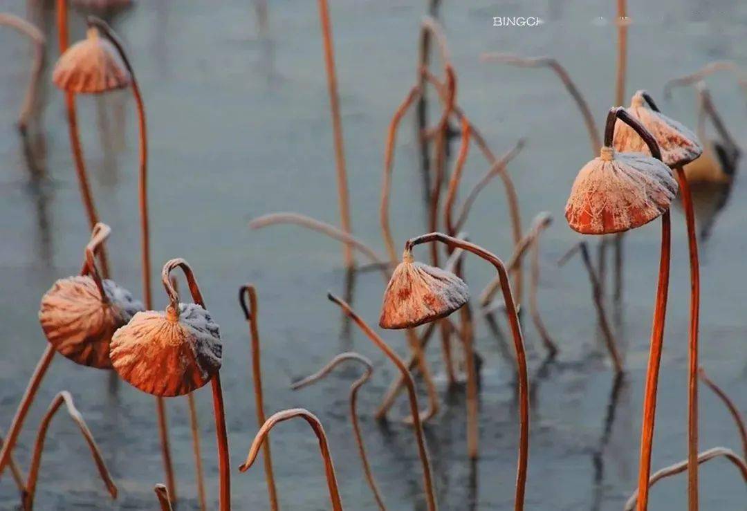 今日冰城初雪:雪中残荷@冬日残荷,凄怆的惊艳@一池残荷,满目清欢