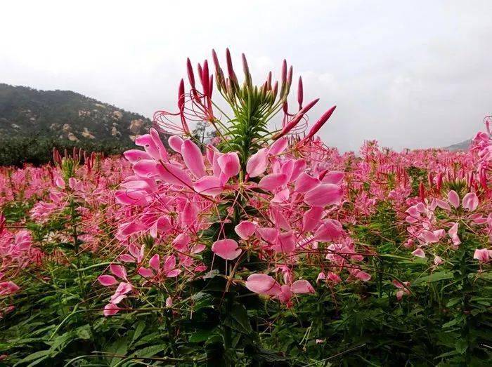醉蝶花的花语和象征代表意义:神秘.醉蝶花:一年生草本植物.