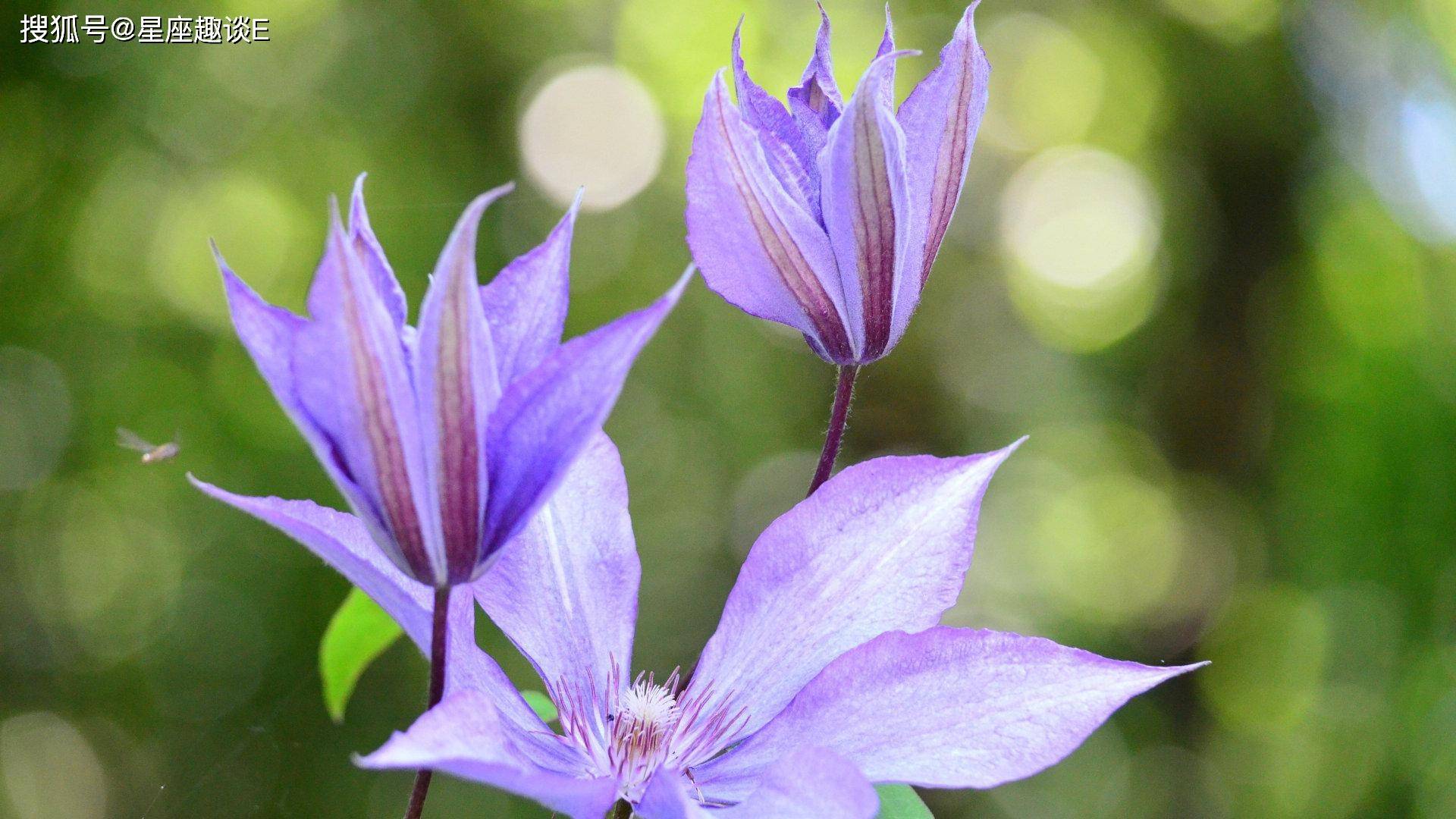 11月22日星座运势 深谋远虑 能屈能伸 谋有所成的四大星座 后续 感情 才能