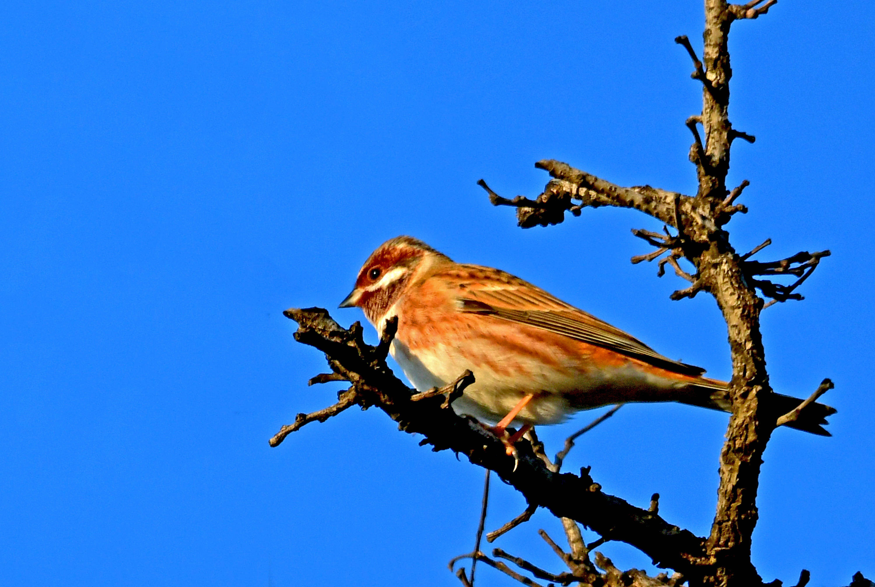 三道眉草鹀——常在草丛中,矮灌木间,树枝上见到,与小鹀相似.
