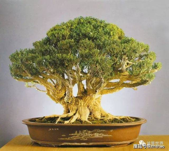 最美的黄杨盆景_作品_cm_江苏