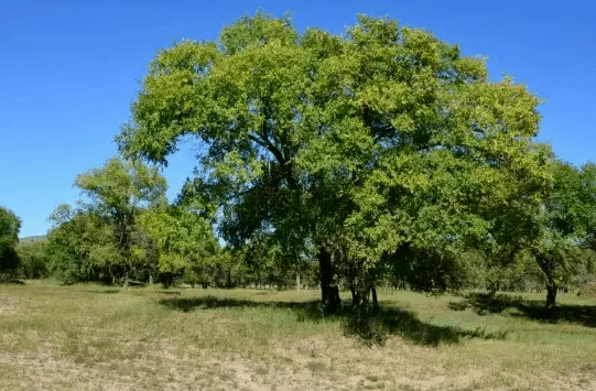 【专栏作者 · 李国仁】67老家 老宅 老榆树(三)_后院_记忆_时光