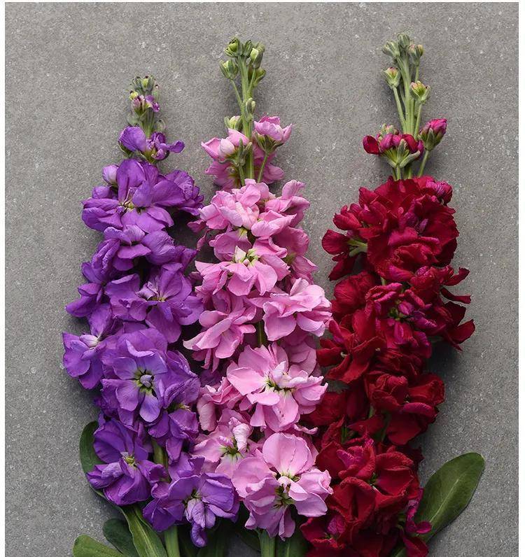 开出一朵美丽芳香的花儿来,这就是紫罗兰,也是花语:"永恒的美与爱"的