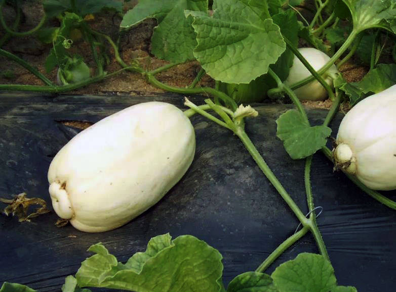 青州弥河银瓜:别无分店的贡品级宝物_大关_栽培_灌溉