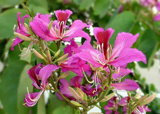 肇庆市—鸡蛋花24,青海省城市市花西宁市—丁香花25,甘肃省城市市