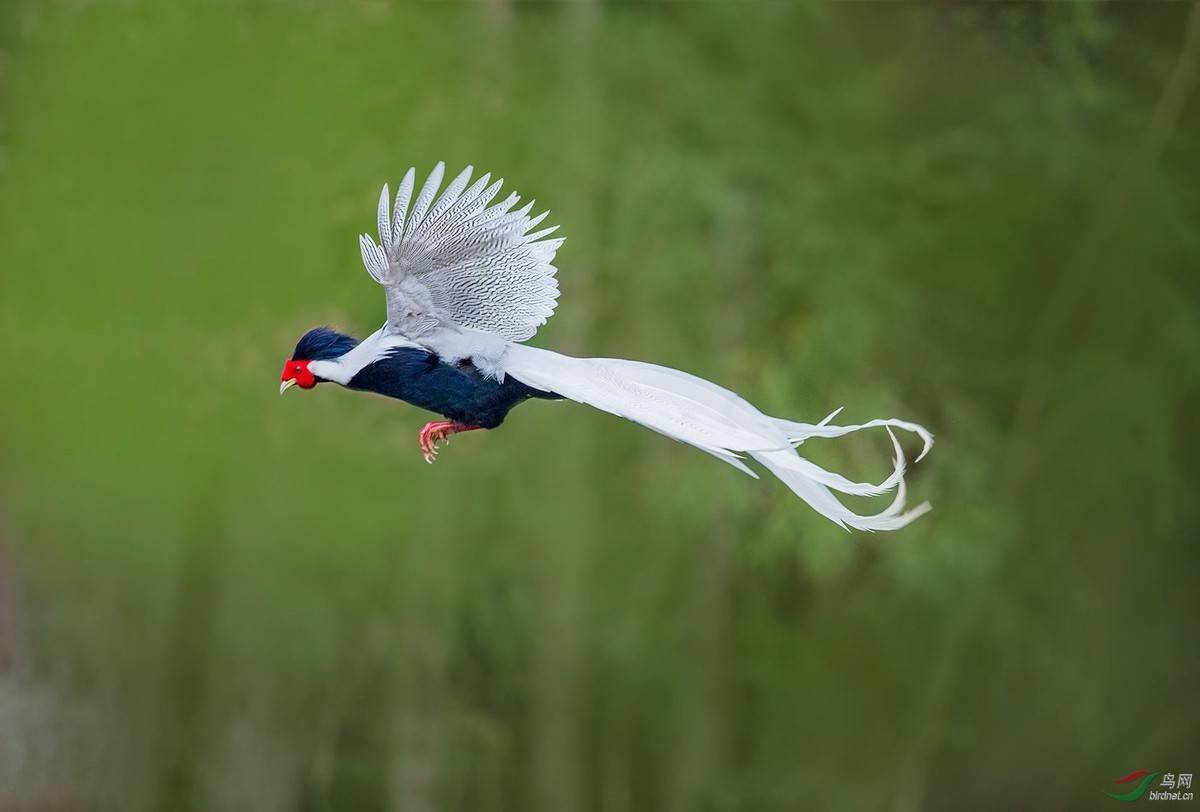 一段罕见的禽类炫耀,并点赞"天籁之鸟"_中国_视频_野鸡