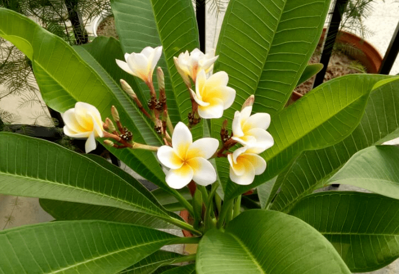 他给26种国花,各写了一首打油诗,太有才了!_也门_象征_素馨花