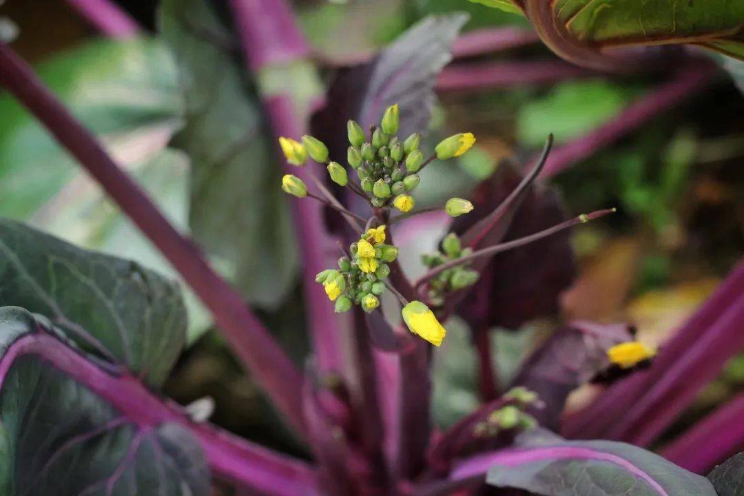 【预售丨宝通寺素菜馆丨可自提/邮寄】3斤重洪山菜薹仅需58元,上乘