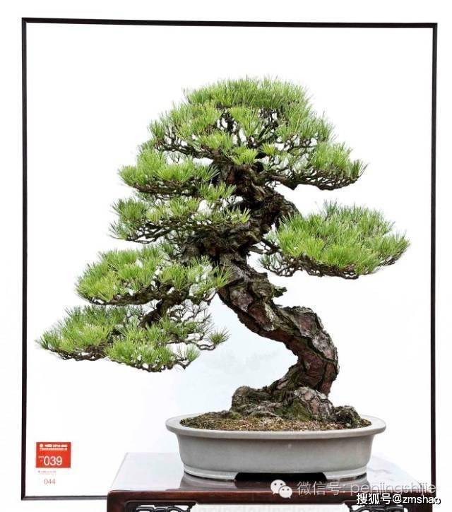 《千古松魂》(树高110cm)荣获第七届中国盆景展览金奖第二届中国唐风
