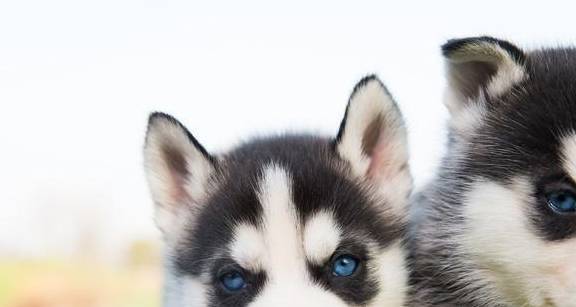 哈士奇拉稀怎么样,但是很生动_主人_寄生虫_东西