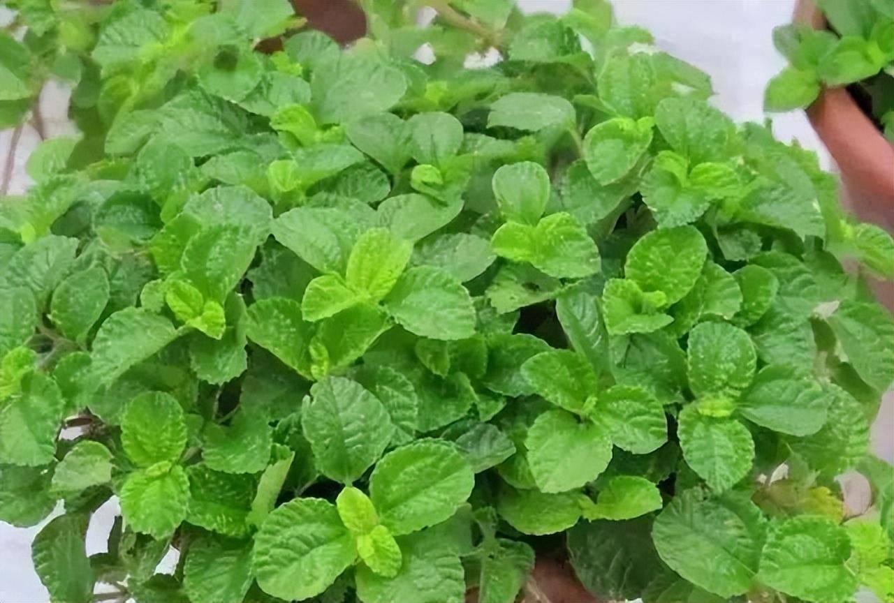 4,吸毒草:香气迷人一听名字,就是盆好花,能吸毒.