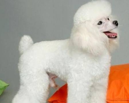 学会这三招,轻松解决贵宾犬嘴巴臭的问题 学会这三招,轻松解决贵宾犬嘴巴臭的问题