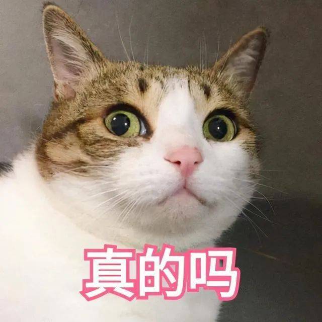 猫咪取名再也不愁了！养猫必看！福派斯盘点最受欢迎猫咪名字为你提供参考！