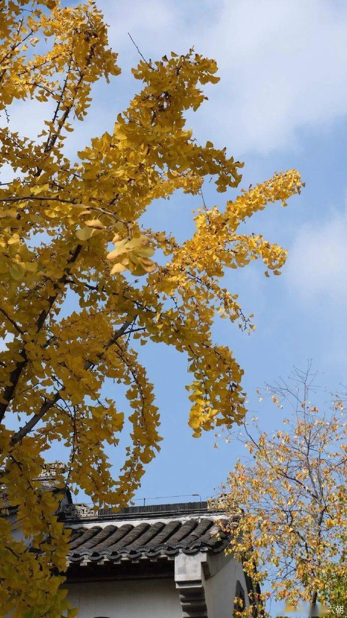 生活的曼妙显得愈发动人叶子在夕阳余晖里默然不语和煦的秋阳洒下时间