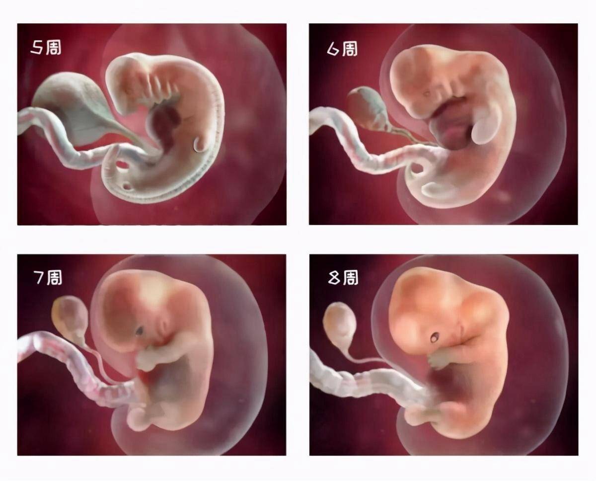 怀孕八周胎儿图片图片