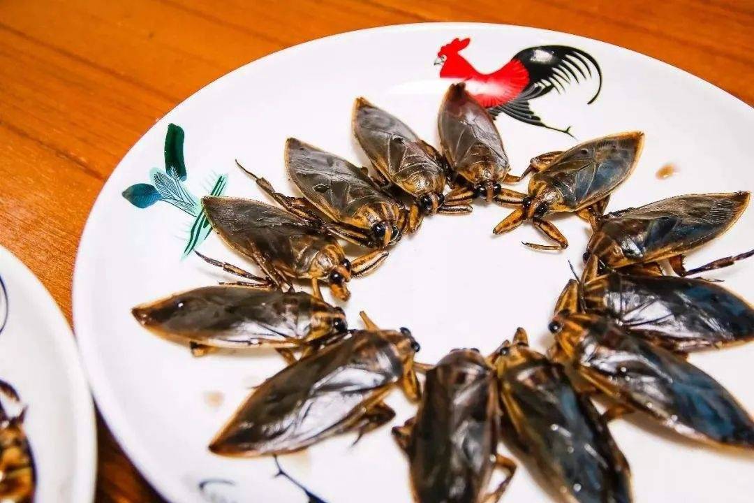 水田里的"水中霸王",咬一口会烂肉,如今却十分珍贵,300元1斤_田鳖