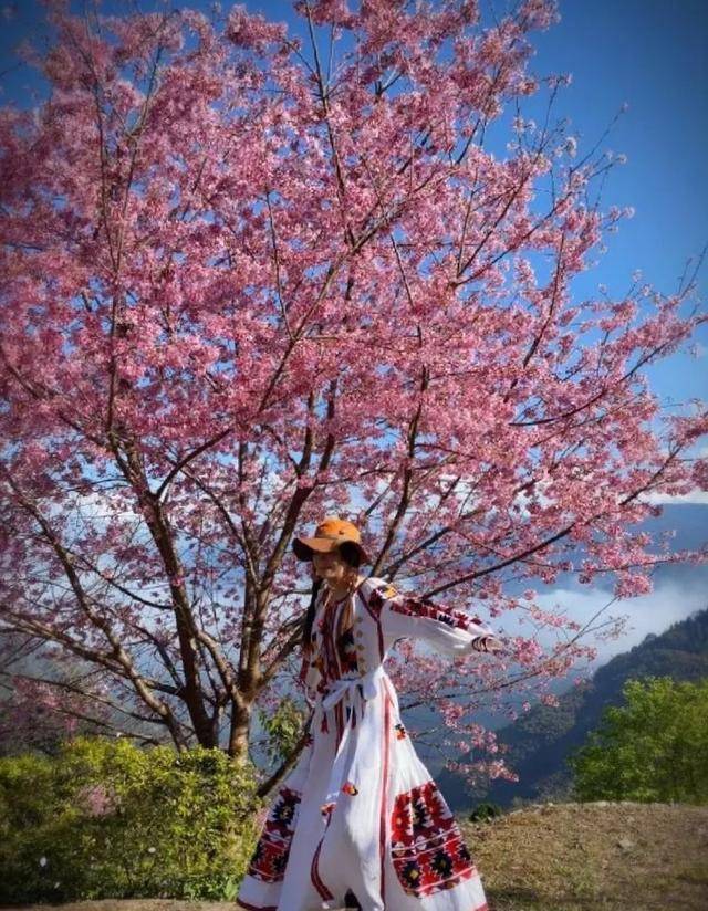 任家萱穿民族服装扎小辫子,在樱花树下翩翩起舞,画面唯美_白色_照片
